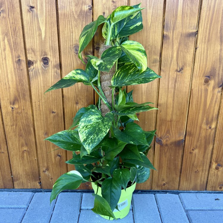 Scindapsus pinnatý (Epipremnum pinnatum)  - výška 50-60 cm, kont. C2L - NA KOKOSOVEJ TYČI 
